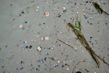 Değişik büyüklükteki kabuklar ve hayvanlar Güney Carolina sahilinde sular çekildikten sonra ortaya çıkar..