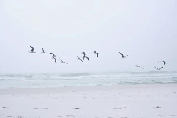 Seagulls fly above dazzling white sand beach near Destin, Florida. Small, breaking waves reveal emerald green tones in the sea water.