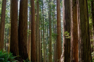 Stout Grove 'daki uzun Sekoyalar, Jedediah Smith Redwood Eyalet Parkı dümdüz büyüyor ve neredeyse paralel görünüyor..