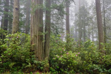 Del Norte Sahili Sekoyaları Eyalet Parkı 'nda sisli bir gün ve çiçek açan pembe rhododendronlar ormanı aydınlatıyor.