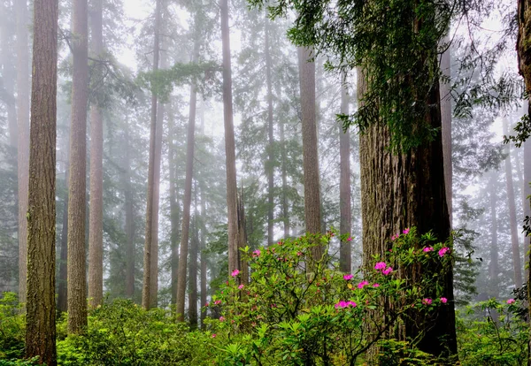 Rosafarbene Rhodendrons Die Späten Frühling Inmitten Massiver Kalifornischer Redwoods Blühen — Stockfoto