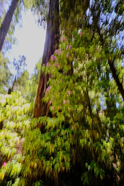 垂直平底锅被用来包括更多的高度 这个直 高红杉树和淡红色杜鹃生长在其底部 Jedediah Smith Redwood州立公园 — 图库照片