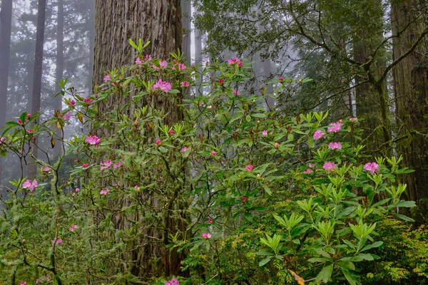 Hübsch Rosa Rhododendrons Blühen Einem Nebligen Tag Unter Redwoods Bäumen — Stockfoto