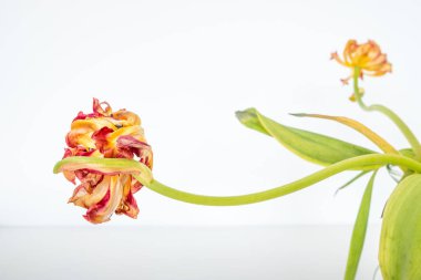 Yatay ve buruşuk yapraklı lale yaşlanmanın hala kendi güzelliğini yaratabildiğini kanıtlıyor.