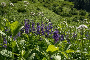 Mavi ve beyaz kır çiçeklerine tamamen çiçek açın. Temmuzun sonlarında Damfino Gölleri Patikası, Baker Dağı, Washington