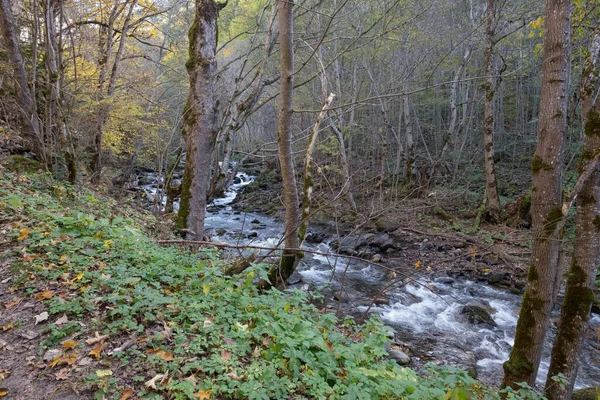 Small River Flows Quickly Deciduous Woodland Rila Monastery Bulgaria Early — Foto de Stock