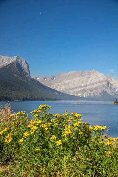 Желтые Полевые Цветы Образуют Яркий Передний План Озере Верхняя Кананаскис — стоковое фото