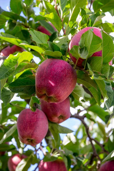 Perfect Red Apple Surrounded Many Others Still Tree Washinton State — Stock Photo, Image