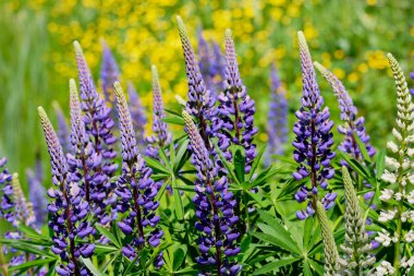 Yeşil yapraklarla birbirine karışmış muhteşem mavi ve beyaz lupinlerin yakın çekimi. Hepsi de bulanık sarı düğün çiçeklerinin tamamlayıcı arka planına karşı.