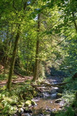 Raveena deresinin dikey görüntüsü Almanya 'nın Kara Orman bölgesindeki Raveena Boğazı' ndan akıyor..