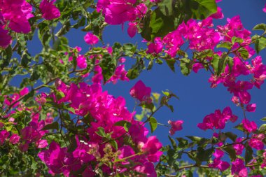 Parlak mor bougainvillea kümeleri beyaz erkek ve açık yeşil yapraklar üzerinde mavi gökyüzü ile canlı kontrast. Santorini, Yunanistan.