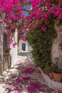 Paros 'un merkezindeki kırsal bir köyde küçük bir patika. Mor bougainvillea, yol için gölge ve ayak altında mor yapraklardan oluşan bir halı sağlıyor. İkonik Clyclades!