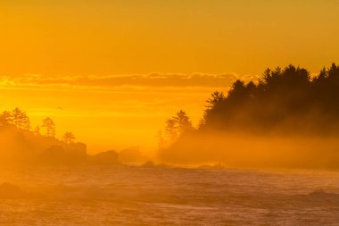 Sabahın erken saatlerinde Vancouver Adası 'nın kayalık batı kıyısı sular altında kalır. Vuruşan sörften gelen sis, portakal ve altın ışınları süzerken ağaçlar ve kayalar siluet gibi oturuyor.