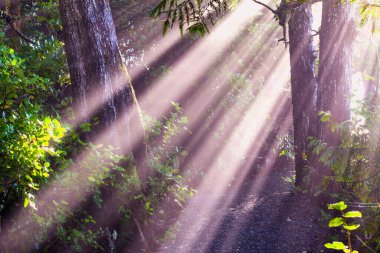 Sisin içinden kesilen güçlü, parlak, beyaz güneş ışınları eski ormanların arasına dağılmış ve MÖ Vancouver Adası 'nda, Tofino yakınlarında bir patikaya yayılmıştır.