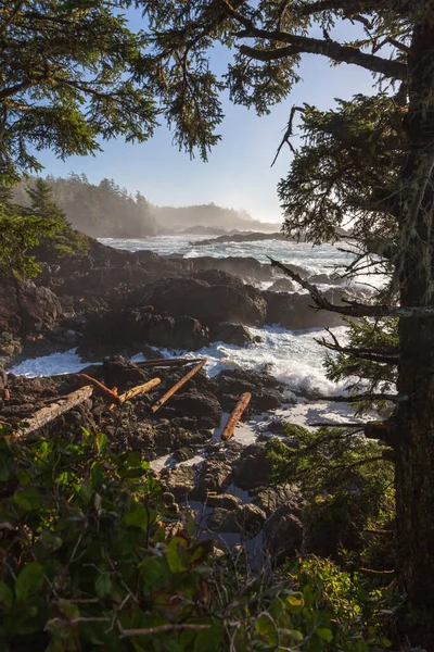 Regardant Travers Cadre Conifères Sur Côte Ouest Sauvage Île Vancouver — Photo
