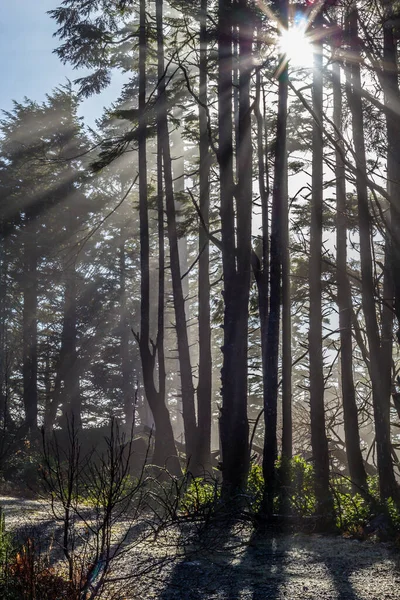 Güneş ışınları, sislerin ve Pasifik Okyanusu kıyısındaki ağaçların üzerinden yükselirken güneşten yayılıyor.