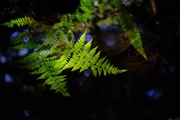 Les Frondes Fougère Dans Arbre Lumière Soleil Sont Vert Brillant — Photo