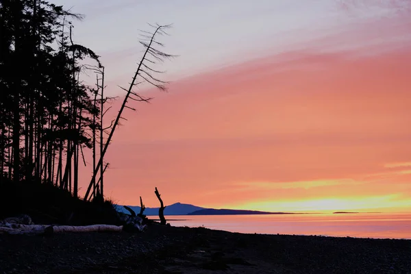 Träd Stranden Vid Rathtrevor Provincial Park Bildar Silhuetter Mot Dramatisk — Stockfoto