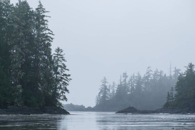 Pasifik Kıyısı Ulusal Parkı 'ndaki Schooner Kapağı' nda sular çekildiğinde, BC suyun kenarında sis ve sis uzun kozalaklı ağaçların etrafında süzülürken pürüzsüz kum açığa çıkar..