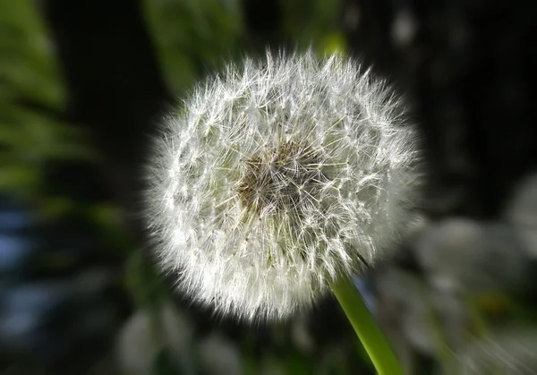 Siyah kupa — Stok fotoğraf