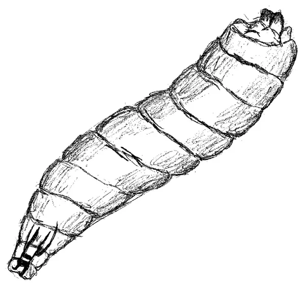 Larva — Stok fotoğraf