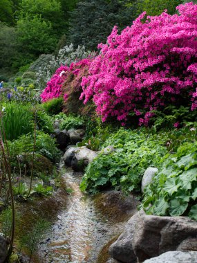 Güzel, küçük bir akarsu