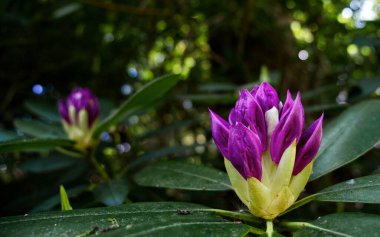 Mor çiçekler yakın plan ve bulanık arkaplan