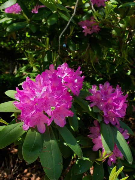 Çalı üzerinde bir rhododendron çiçekleri