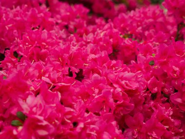 Çalılıklarda pembe çiçekler olan bir arka plan.