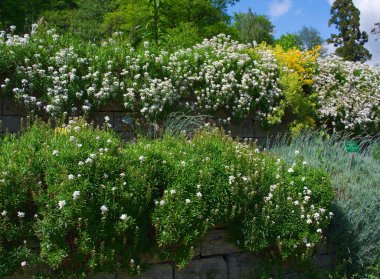 Asılan çalıları olan taş duvarlar.