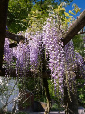 Çiçek açan bir dedikodunun dikey çekimi