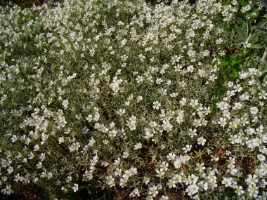 Üzerinde beyaz çiçekler olan bir çiçek çayırı.