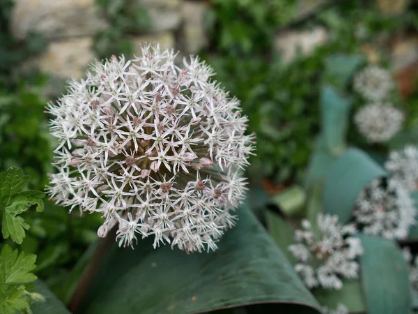 Vit Blomma Boll Som Belyses Fokus — Stockfoto