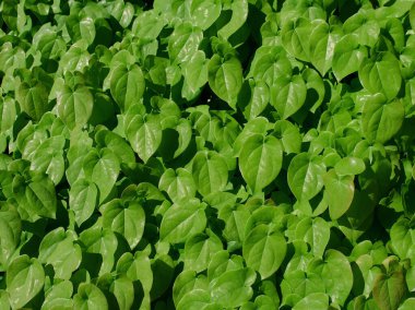 Arkaplan olarak Büyük yeşil yapraklar