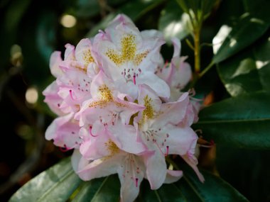 Yakın plan beyaz çiçekler ve bulanık bir arkaplan