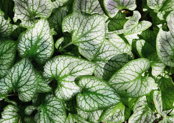 Stora Blad Som Vita Och Gröna Som Bakgrund — Stockfoto