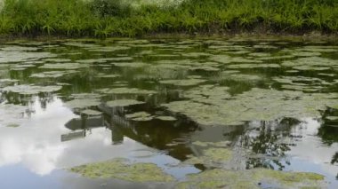 Suyun yüzeyine yağmur yağan bir gölet.