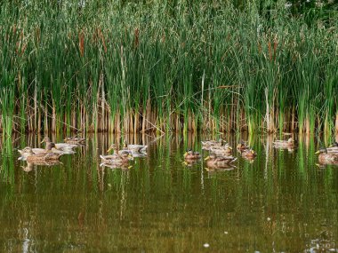 Ördekler sazlığın önündeki gölde.