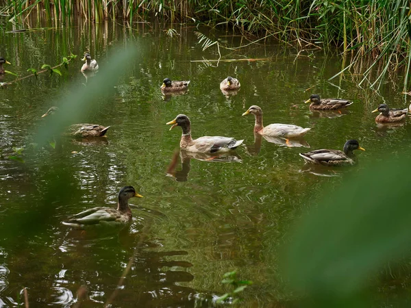 Ducks in the pond with blurred leaves in the foreground and a loud duck in the middle