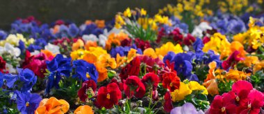 Bahçedeki renkli çiçeklerin canlı bir görüntüsü, mor, kırmızı, turuncu, sarı ve mavinin çeşitli tonlarında muhallebi çocukları, arka planda biraz yeşillik.