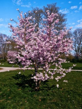 Bu küçük yalnız kiraz ağacı parkta duruyor. Pembe bir çiçek gibi.