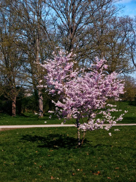 Bu küçük yalnız kiraz ağacı parkta duruyor. Pembe bir çiçek gibi.