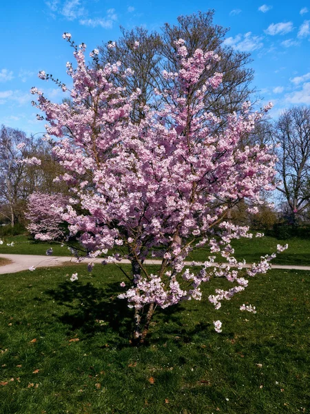 Bu küçük yalnız kiraz ağacı parkta duruyor. Pembe bir çiçek gibi.