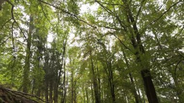 İnsansız hava aracı bir Alman ormanını vurdu. Güneş, yaprak insansız hava aracını delip geçti.