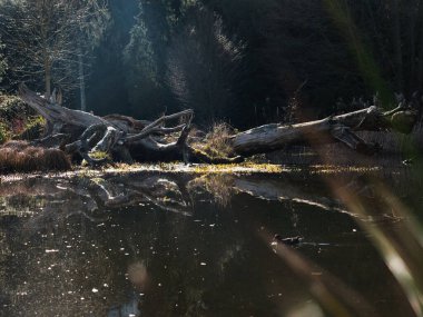Devrilmiş ağaçlar ve yüzen ördekler olan sakin bir gölet..