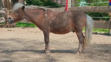 Kumlu bir çayırda duran küçük kahverengi bir midilli..