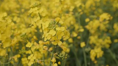 Bir tarlada sarı hardal çiçeklerine yakın çekim.