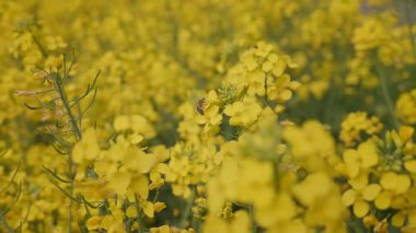 Canlı sarı kanola tarlasının tam çiçeklenme halindeki yakın çekimi..