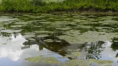 Suyun yüzeyine yağmur yağan bir gölet.