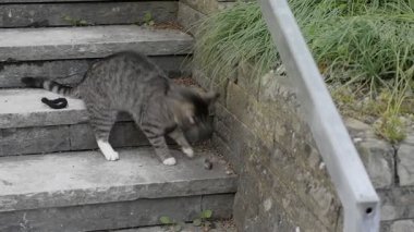 Bir kedi fareyle oynar ve onu yemek için avlar.